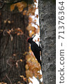 Black woodpecker in autumn leaves 71376364
