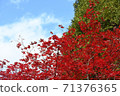 Blue sky autumn leaves maple 71376365