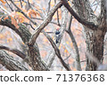 Great spotted woodpecker in late autumn 71376368