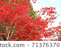 Bright red autumn leaves 71376370