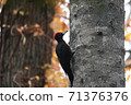Autumn leaves and black woodpecker 71376376