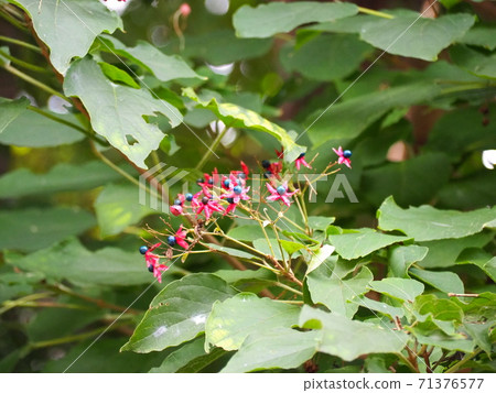植物 植物 71376577