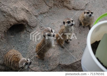 meerkat meerkat 71376591