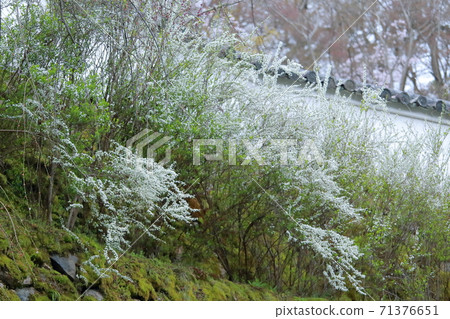 Pure white flowers (Yukiyanagi, Yukiyanagi, Komai Sakura, Hasedera, Sakurai City, Nara Prefecture) Pure white flowers (Yukiyanagi, Yukiyanagi, Komai Sakura, Hasedera, Sakurai City, Nara Prefecture) 71376651