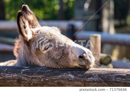動物園裡的一頭驢，把頭放在籬笆上，在陽光下閒逛 71376686