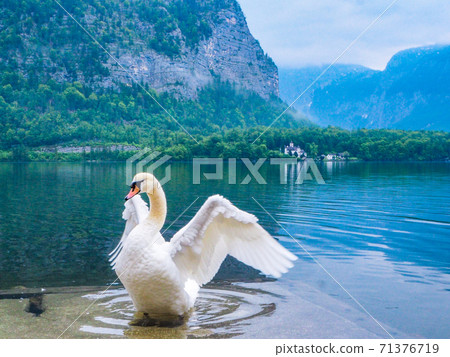 湖的天鵝 71376719