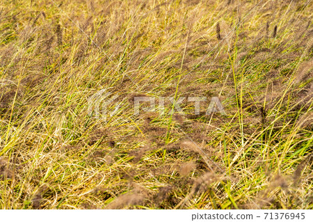 Golden green green foxtail taken in autumn Golden green green foxtail taken in autumn 71376945