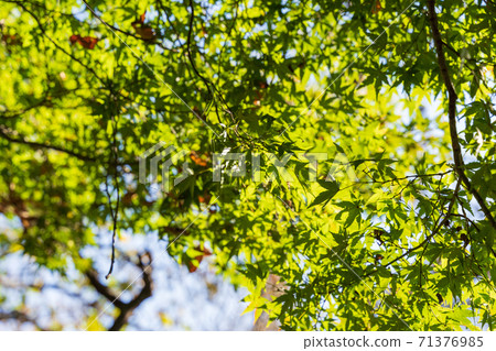 秋天美麗的楓樹採取 71376985