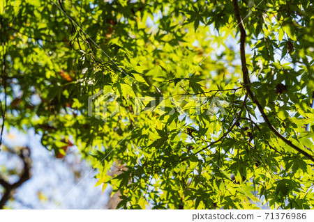 秋天美麗的楓樹採取 71376986
