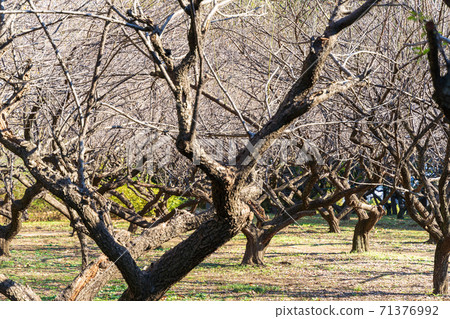 在秋天採取的梅花樹 71376992