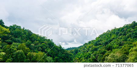 Green forest bush tree on mountain with cloudy blue sky Green forest bush tree on mountain with cloudy blue sky 71377065