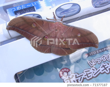 Yamama Yuga Yamama Yuga 71377187