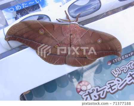 Yamama Yuga Yamama Yuga 71377188