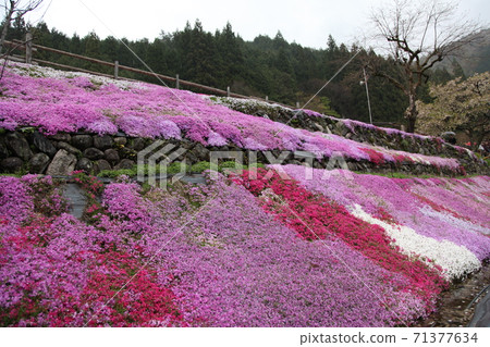 Kunishiya的芝浦 Kunishiya的芝浦 71377634