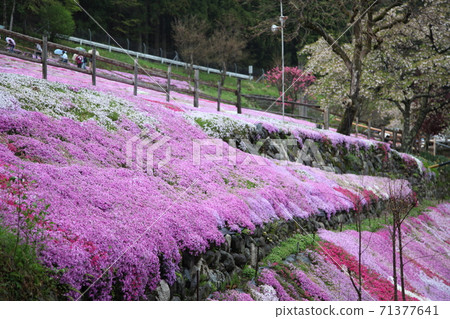 Shibaura of Kunishiya Shibaura of Kunishiya 71377641