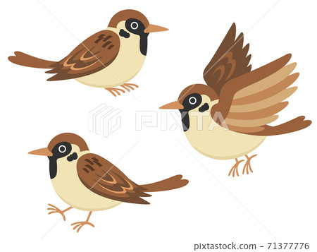 Sparrow illustration set 71377776