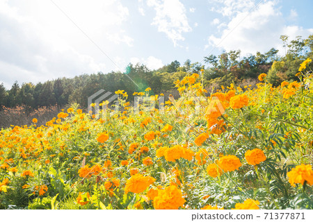 嵐山高雄百匯花卉公園 嵐山高雄百匯花卉公園 71377871