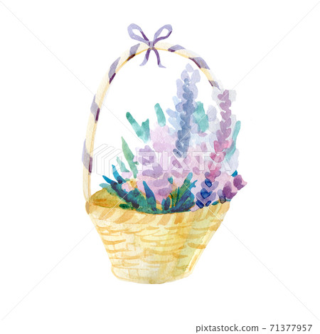 Set of watercolor isolated elements. Provence, lavender, bouquet, basket, vase, ornament. Suitable for postcards, invitations, stickers. 71377957