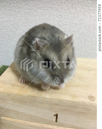 可愛的倉鼠 71377959