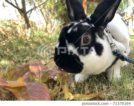 Walk in autumn 71378164