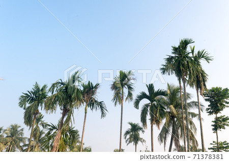 Beautiful coconut palm trees farm nature horizon on tropical sea beach against a pretty blue clear sky with no clouds at sunset sunlight. Summer Holiday Season background photography with copy space. Beautiful coconut palm trees farm nature horizon on tropical sea beach against a pretty blue clear sky with no clouds at sunset sunlight. Summer Holiday Season background photography with copy space. 71378381