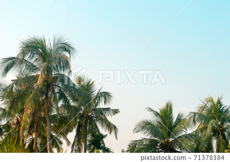 Beautiful coconut palm trees farm nature horizon on tropical sea beach against a pretty blue clear sky with no clouds at sunset sunlight. Summer Holiday Season background photography with copy space. Beautiful coconut palm trees farm nature horizon on tropical sea beach against a pretty blue clear sky with no clouds at sunset sunlight. Summer Holiday Season background photography with copy space. 71378384