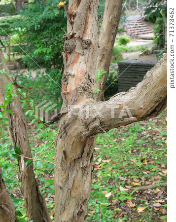 10月下旬拍攝的Ginbaika樹幹 71378462