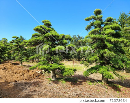 Tree shipping scenery, one leaf, environmental problems, carbon dioxide absorption, carbon neutral material, background Tree shipping scenery, one leaf, environmental problems, carbon dioxide absorption, carbon neutral material, background 71378684
