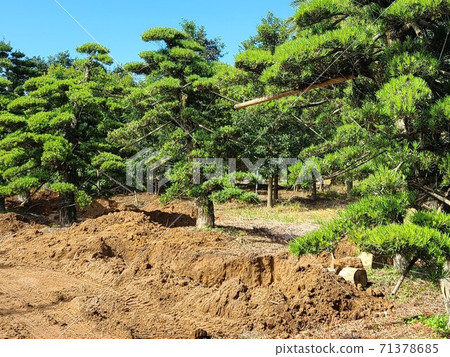 Tree shipping scenery, one leaf, environmental problems, material background 71378685