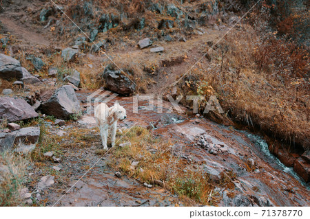 Big beige dog in nature near a mountain river. 71378770