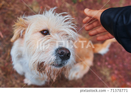 Man petting dog. Man petting dog. 71378771