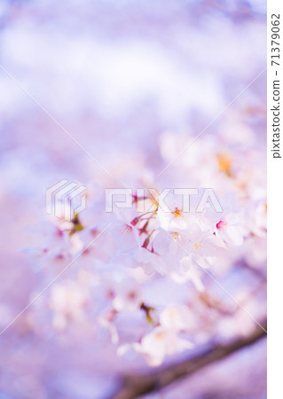 Cherry Blossoms Cherry Blossoms 71379062