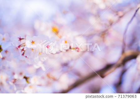 Cherry Blossoms  71379063