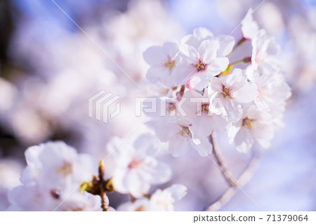 Cherry Blossoms  71379064