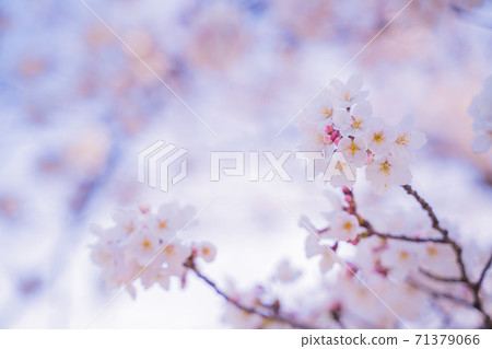 Cherry Blossoms  71379066