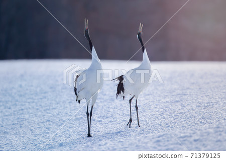 Red-crowned Crane Wild Bird Kushiro City, Hokkaido Ito Sanctuary 71379125