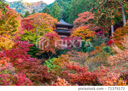 兵庫縣丹波市高原寺，紅葉太保 71379172