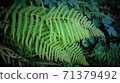 Ferns 71379492