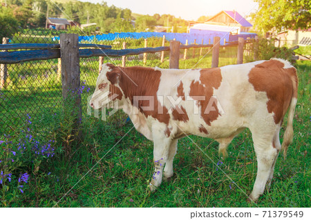 cow grazing on a green meadow. animals close up. Concept of meat products, agriculture, life in nature, organization for the protection of animals. Symbol of the new year 2021: bull cow grazing on a green meadow. animals close up. Concept of meat products, agriculture, life in nature, organization for the protection of animals. Symbol of the new year 2021: bull 71379549