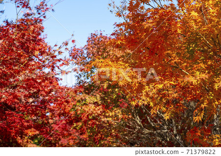 Maple leaves, Ansan city, Gyeonggi-do Maple leaves, Ansan city, Gyeonggi-do 71379822