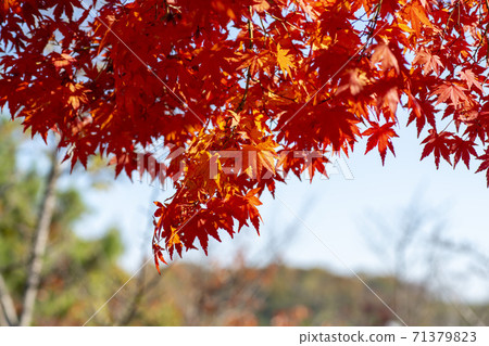 楓葉，安山市，京畿道 71379823
