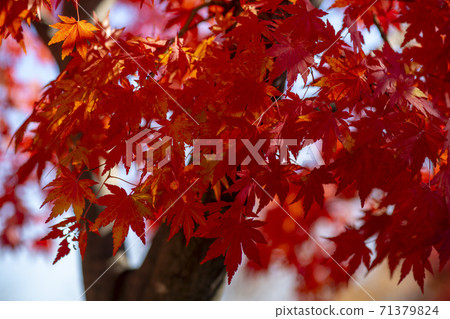 楓葉,安山市,京畿道 楓葉,安山市,京畿道 71379824