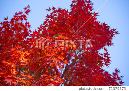 Maple leaves, Ansan city, Gyeonggi-do Maple leaves, Ansan city, Gyeonggi-do 71379873