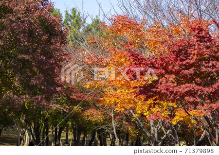 楓葉,安山市,京畿道 楓葉,安山市,京畿道 71379898