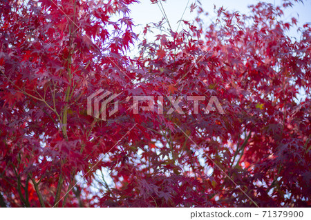 楓葉,安山市,京畿道 楓葉,安山市,京畿道 71379900