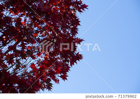 楓葉,安山市,京畿道 楓葉,安山市,京畿道 71379902