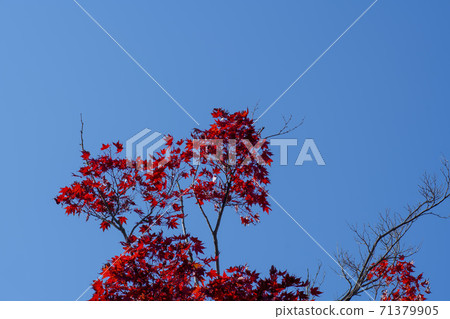 Maple leaves, Ansan city, Gyeonggi-do Maple leaves, Ansan city, Gyeonggi-do 71379905