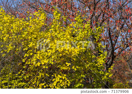 Maple leaves, Ansan city, Gyeonggi-do Maple leaves, Ansan city, Gyeonggi-do 71379906