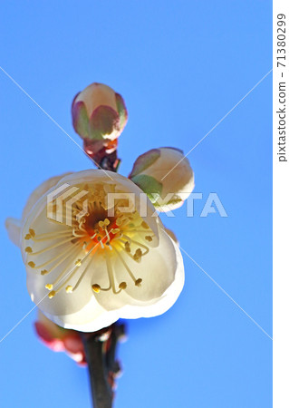 Plum Plum 71380299