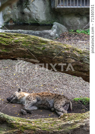 動物 台北市動物園 台北木柵動物園 可愛動物 71380581